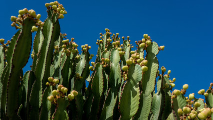 EUPHORBIA CANARIENSIS