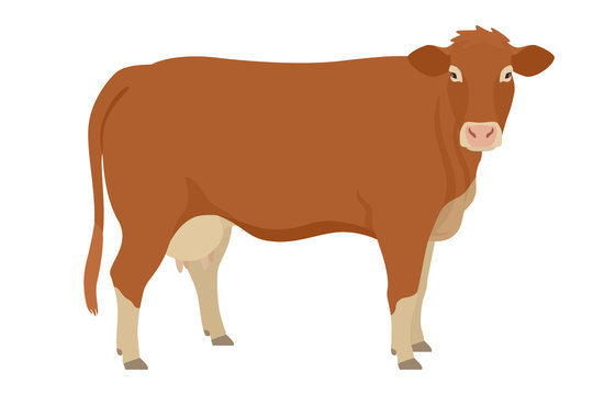 Limousin cow  Breeds of domestic cattle Flat vector illustration Isolated object on white background