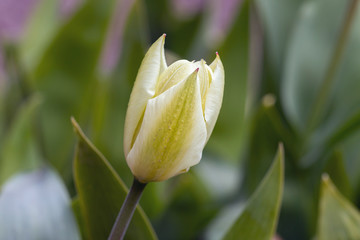 Close up image of yellow tulip in spring garden.
