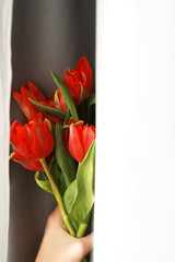 Close up shot of a hand holding a bunch of beautiful fresh red tulips. Mother's day, Valentine's day gift.