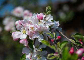 Pink apple tree flowers at the branch in spring