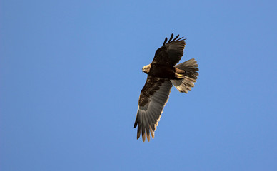 Marsh Harrier (Circus aeroginosus), Crete
