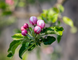 Pink apple tree flowers at the branch in spring