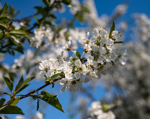 White apple tree flowers at the branch in spring