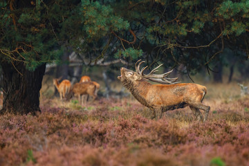 Red deer stag bellowing in the rutting season on the heath in the forest of National Park Hoge Veluwe in the Netherlands
