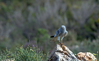 Pallid Harrier (Circus macrourus), Crete