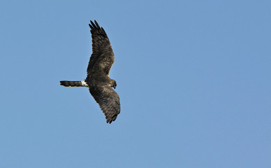 Pallid Harrier (Circus macrourus), Crete
