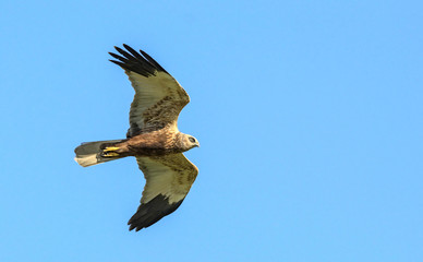 Marsh Harrier (Circus aeroginosus), Crete