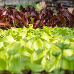 Vibrant green seedlings of salad in a greenhouse