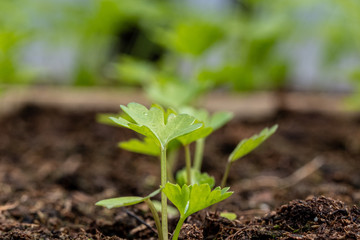 Vibrant green seedlings of salad in a greenhouse