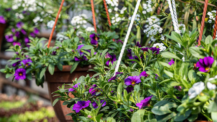 white and purple flowers in a pot with green leaves  in greenhouse
