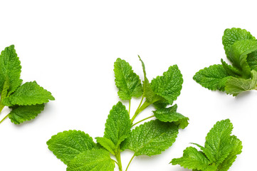 Fresh green leaves of mint, lemon balm, peppermint isolated on white background top view copy space. Mint leaf texture. Ecology natural layout. Mint leaves pattern spearmint herbs nature background © olgaarkhipenko