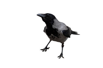 single gray crow , isolated on a white background