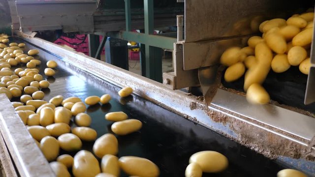 Fresh picked Potatoes moving on conveyor belts in a large sorting and packing facility. 