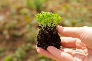 Seedlings of green small sprouts with leaves in hands on the street. New life, birth. Plant growing. Copy space.