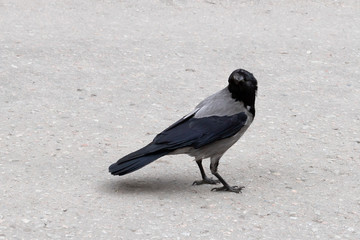 single gray crow, isolated on a gray background