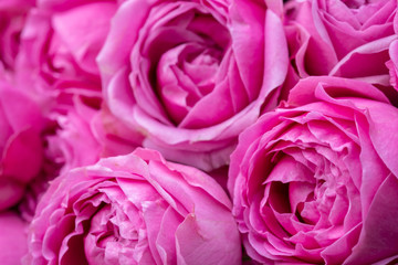 close-up of pink roses