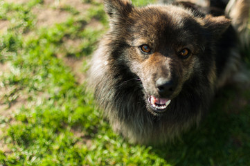 Portrait of a dog on a background of green grass