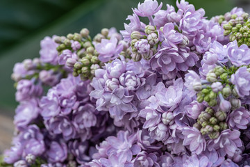 Fototapeta premium close-up of lilacs on blurred background