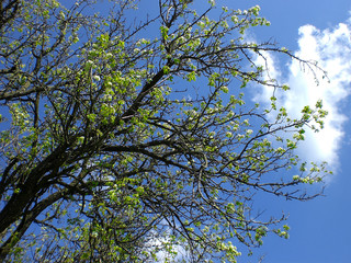 tree branches against blue sky