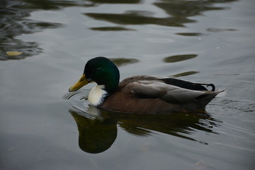 le canard nageant