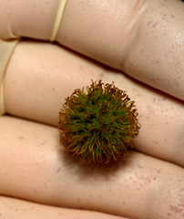 the fruit tree oriental flat on a hand in a white protective glove