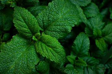 Green fresh leaves of mint, lemon balm close-up macro shot. Mint leaf texture. Ecology natural...