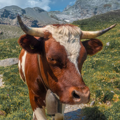 cow in the mountains © samuel