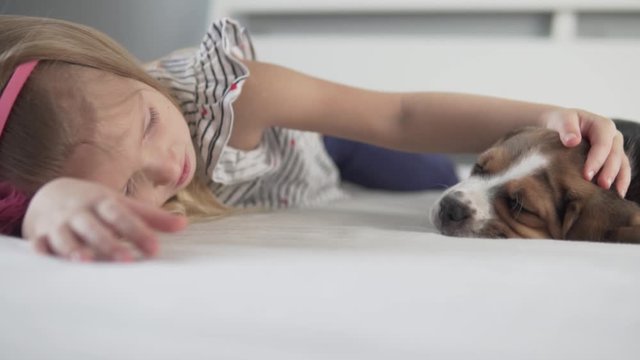 A little girl caresses a cute beagle puppy at home on the bed.