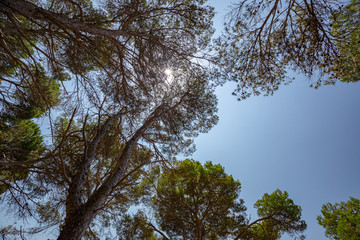Obraz premium Panoramic view of a pine forest on the island of Menorca in Spain.