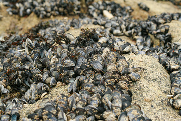 Mussels on a beach together wih algae