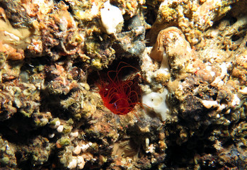 Electric disco clam flashing light Cebu Philippines