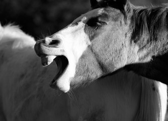 Funny horse face shows colt yawning and sleepy close up.