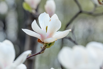 Fototapeta na wymiar tender white magnolia flowers