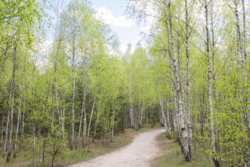 Beautiful view of the birch  forest in the spring day. Closeup.