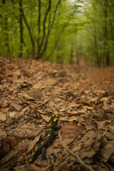 Tiny salamander hiding in the dry leaves after a rainy night in the forest.