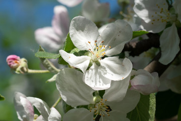 apple tree blossom