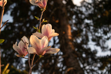 Magnolia trees blooming in the deserted South park on sunset in Sofia.