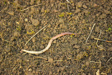 Red worm (Dendrobena, Dendrobena Veneta). Earthworm in poor soil. Californian red worm working compost pile. Closeup, selective focus