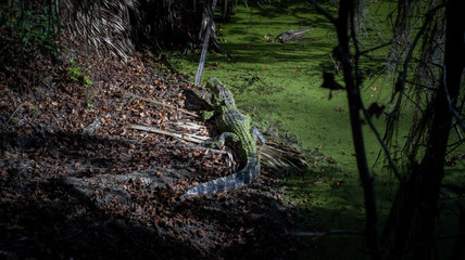 Fototapeta na wymiar Alligator