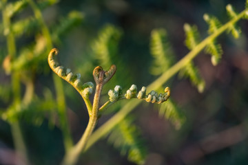 Farn Adlerfarn Herz Symbol Pteridium aquilinum Trieb Wedel ausrollen sprießen Detail Nahaufnahme Sproß Makro Wald Sauerland Deutschland Form Silhouette Liebe Rhizom