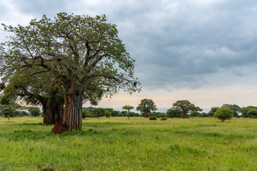 Sunset in Africa 