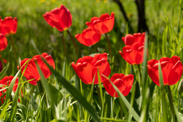 Beautiful and colorful tulips of all kind bloom in full power in the deserted parks and lanes of Sofia during corona virus isolation measures. 