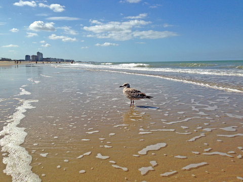 View from the sandy beach in sunny day on the Ostende city, Belgium.