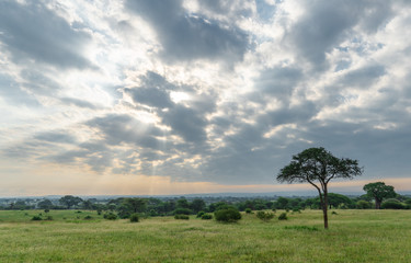 trees in the field