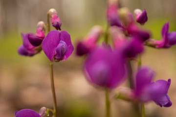 Spring-vetches hiding in the shadows of Vitosha mountain forests. Bright violet colors catch the...