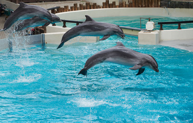A group of dolphins jumps on the water in Waterland