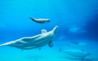 Naklejka premium Beluga whale under the clear water behind glass in Waterland