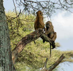 Monkeys in tree 