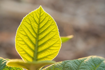 Green young leaves of young plant the teak tree or tectona grandis close-up.